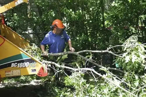 tree services Monfort Heights